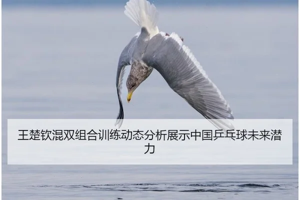 王楚钦混双组合训练动态分析展示中国乒乓球未来潜力